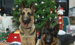 Black and red; intelligent, German lines, strong pedigree from both parents, 1st vet check + shot/worm, no contract required by breeder at sale; 7 day guarantee: return for refund of $650 for any reason! One male left at $600.00. Quality GSD for