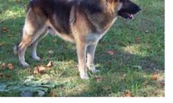 Both the Sire & Dame are AKC register German Shepherd Dogs:
Von Rommel bloodline: Orginal Straight back German Shepherd bloodline.
Pure breed: Panda Shepherd Male shown
Have had shots, wormed and in excellent health
Sire and Dame are pets on our farm and