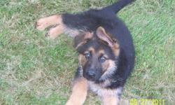 AKC German Shepherd pups. Parents on Premises. East and West German Lines. Excellent Temperment. Raised in our home with our children. Puppies have been vet checked, dewormed, had their first set of shots, & Microchipped. Microchip Registration is already