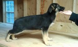 Beautiful German Shepard Pups AKC. German Blood Line and show line. Breed for intelligace, Structure, and protection. Father is black and red. mother is Black Silver and Tan. father is Fully Trained, protection obidiance tracking. Pups are 8 weeks old.