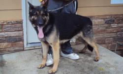 I have a Male Akc German Shepherd.
He is very protective, playful.
He is black and tan.
He weighs about 95. If you are interested or have any questions you can contact me at
(503)839-7093