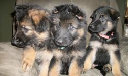 We have 1 female german shepherd puppy left, born July 15,2011.
Has had first shots, dew claws removed and wormed.
$300.00 with papers, $200.00 without papers.
