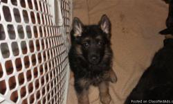 AKC German Shepherd Puppies, black and red, Born 6/15/11, 5 males & 5 females, family raised indoors, parents on site. These puppies come from well bred bloodlines, great parents with excellent temperments and loving, gentle personalities, puppies have