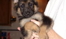 I have 1 male pup. He is black and tan. He was born Febuary 21,2011. He shows a strong interest in toys and is very outgoing. . Dam is Izabel vom Jabina Falco. Sire is Bruno from Von Gehring Haus. I have been breeding dogs for 9 years. These are very