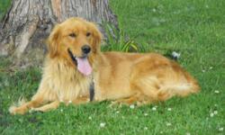 3 year old AKC registered Golden Retriever "Axel" is for sale to a good home.
He is a gorgeous dog and very friendly to adults and children. He does not like cats AT ALL! He would make a great companion to anyone, if interested please call or email. Thank