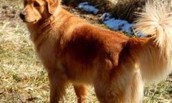 Golden Retreivers&nbsp; Stunning AKC GOLDEN RETRIEVER PUPPIES. BREEDING AND TRAINING GOLDEN RETRIEVERS 30 YEARS.
OUR PUPPIES COME FROM BEAUTIFUL HEALTHY PARENTS WHO ARE OFA, TDI, CD&nbsp;CERITIFIED. ALL HAVE COMPANION DOG EXCELLENCE TITLES. WE HAVE 3