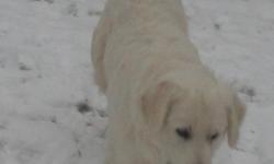 These puppies are not free. Please contact me for prices. Puppies due March 15, 2011. Lovely Lucia is AKC American Golden Retriever; she is very light cream. Gorgeous Jem is AKC full English Golden Retriever. The puppies will be stunning. My small farm is