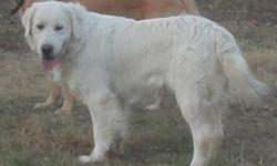 These puppies are not free. Please contact me for prices. Puppies due March 15, 2011. Lovely Lucia is AKC American Golden Retriever; she is very light cream. Gorgeous Jem is AKC full English Golden Retriever. The puppies will be stunning. My small farm is