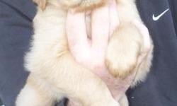 Just in time for Christmas!! AKC Golden Retriever puppies were born 10/29/12, litter of 11. We have&nbsp;only males left. Mother and Father on site. Not kennel raised. Puppies have been wormed and have had their 1st set of shots.&nbsp;&nbsp;Dont miss out