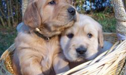 Patch of Heaven Farm is a small family farm located in Raymond, MS, where we currently specialize in raising beautiful, high-quality, and gentle AKC registered Golden Retrievers in a family setting.
All puppies come vet checked with first shots. Prices