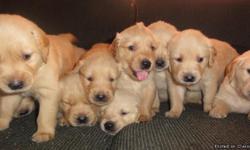 These make the perfect Christmas gift! AKC Golden Retriever puppies, meduim to light colored males and females. Vet checked with first shots, wormed, and dew claws removed. Family raised, loving and playful. Ready 12/7. Will hold your pick until Christmas