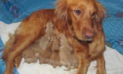We have 8 adorable AKC registered Golden Retriever puppies, born May 31, 2011. Males are $400 each and females are $450 each. They will be ready for their new homes July 26, 2011. Call now for a viewing and to select the newest member of your family. You