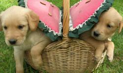 Windhill Goldens (www.windhillgoldens.com) has a gorgeous new litter of healthy, AKC registered Golden Retriever puppies. Reserve now ~ ready Sept. 23. Our puppies are family raised with lots of TLC in Northern Minnesota. We own both parents, who have