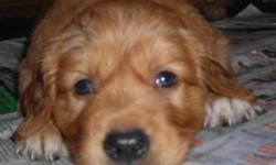 Beautiful Hand Raised Golden Retriever Puppies. They are light to medium golden in color. Born July 7, 2010. Available September 1, 2010. I have one boy and 3 girls available. I Will begin showing them on August 14, 2010. The puppies come with first set