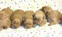 We just had seven adorable puppies, born December 29, 2010. They will be available February 12, 2011. Just in Time for Valentines Day! Four females and three males. Both parents are on site and kid friendly. They will have their de-worming, first shots,