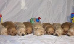 Beautiful AKC Golden Retriever puppies available August 18th. 5 female and 4 males. Light Golden and Golden colors to choose from. Both parents are on site, kid friendly and have great natures. Your puppy will go home with their first wormings and shots,
