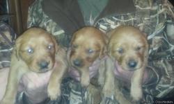 Both light and dark golden puppies available. Dam & sire on site. 940-691-1172