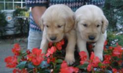Absolutely beautiful puppies are available. Light to med. golden in color. Dew claws removed, wormed and vaccinated. Both parents have good hips and elbows. Wonderful dogs. These puppies are sure to be amazing family pets. Call the owner to pick one out.