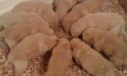 female Pups, 1cream, 1light golden 10 weeks old, show quality All shots and dewormed.Beautiful Christmas gift.