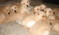 Beautiful, Healthy 8 week old puppies.. 3 males and 3 females
light to medium golden in color.
all shots, wormed and dew clawed.
Wonderful with children.