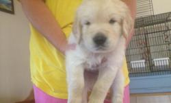 AKC Golden Retriever Puppies for sale.&nbsp; Born September 15, 2012.&nbsp; Now accepting $100.00 deposits.&nbsp; Males 650.00, Females 700.00.&nbsp; Variety of colors..light, medium, dark.&nbsp; First set of vacinations, worming, included.&nbsp; To see