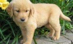 &nbsp;
We are very pleased to share our puppies with you. They are raised with our large family, and well socialized. We love our goldens, and have been very selective in finding good personalities, and optimal health history.
These are very special and