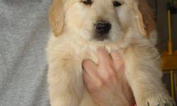 AKC registered Golden Retriever puppies. American lines. Light golden color. Parents with great personalities! Mom has normal elbow clearances, good hip clearances. Dad has normal heart and eye clearances, good hips and normal elbow clearances. Champion