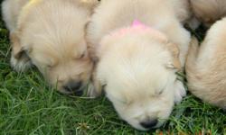 We have an outsanding litter of goldens that were born 4/17/11 and are lower priced than any other compareable litters. They will be ready at 8wk old on June 12th, 2011. These puppies come from a champion sired papa and 99% championed pedigree in 5