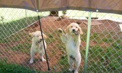 akc golden retriever pups. kennel bred excellant bloodlines. good with children. best dog you'll ever own. not just a pet, but a family member. also raise golden doddles. --