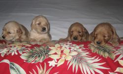 AKC Adorable Goldren Retriever Puppies Born: May 27th Available: July 20
RESERVE NOW!! Sire: AKC, OFA-hip, Eye & Heart CERT...Dam: AKC
808 889 5756...bubbleglo@aol.com