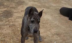 AKC great dane female 4 years old, blue merle great with kids and a good mom!