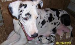 Born June 27 to Dottie(harlequin)and Rowdy (merle)2 female merlequins 1 merlequin male Great markings have 2nd puppy shots and dewormed Have new pictures but haven't time to ad will ad later.DOTTIE is shown in one of the pictures.Lizzy (harlequin)and