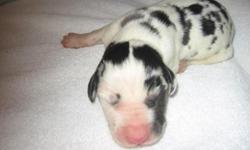 AKC Female&nbsp;Great Dane Puppy, Color White with Black spots,&nbsp;Born November 4th, will be reay for new home January 4th. Has had dew claws removed and will be wormed and 1st shots. Both parents are AKC and onsite.