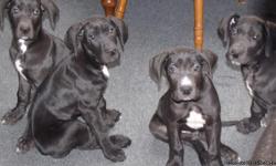 AKC Great Dane Pups for sale with full registration. Pups are mostly black with white markings, Born September 20th and ready to go. 3 males and 1 female. Call for more details or if you have questions.