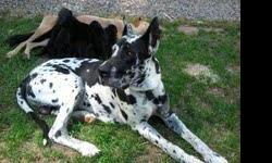 We have a harlequin Male Great Dane available for stud service. He has sired 2 litters. He will be 5 this December. Excellent temperment. 50% due after "lock". The remaining 50% is due when litter is whelped. The female visiting the male makes for better