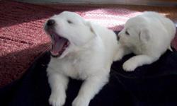 AKC Great Pyrenees puppies,&nbsp; ALL WHITE.&nbsp; Sire and Dam on premises-&nbsp; Raised with sheep&nbsp; and have
Excellent bloodlines.&nbsp; First shots and Wormed.&nbsp;&nbsp; WEBSITE&nbsp;&nbsp; www.greatpyreneesguarddogs.com&nbsp;&nbsp;