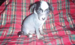 AKC Champion Bloodline Hairless Chinese Crested Puppies.
Both parents on site. Puppies are raised in our house with our children and are played with and loved on daily. Mama is 8 pounds and Daddy is 7 pounds. Puppies are current on vaccinations. I have