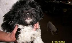 Hypoallergenic ? Non Shedding ? Pre Spoiled
Quality AKC Havanese Puppies
1 year Health Guarantee, Vet Checked, up to date shots, Nasal Bordetella and Wormed
Only 1 boy still available
Also available Havapoo puppies ( mother Toy Poodle ? father Havanese )