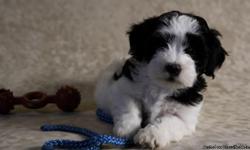 Four beautiful Havanese puppies available waiting for a loving home.
Champion Bloodline, AKC Registered, UTD vaccinations, given deworming medication, dewclaws removed and well tempered.
Health assured.
Blk and White Boy and Girl: $1,000
White Chocolate