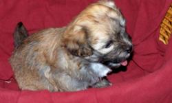 We have 1 male AKC havanese puppy for sale Parents on site. One cream male, . He is beautiful and well socialized :) Should be around 10 lbs. when fully grown. Havanese are sweet, hypoallergenic ( great for allergy sufferers who love dogs), minimal