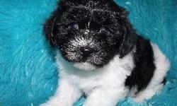 Beautiful AKC Havanese available very exquisite looking males and females Very nice coloring. Both Parents are on the premises very good temperaments Healthy .The parents have had eyes certified . All of my puppies will be up to date on their vaccinations