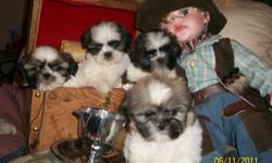 AKC, I health guarantee all of my puppies against genetic disorders. I have been in breeding business for 12 years. Located in East Mesa, AZ. Local transactions only. Will not ship out of state. Mother is a Tri color and Father is Blonde/White. Puppies