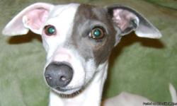 This little guy would make a great Stud dog for someone interested in breeding him out. Andy is a sweet and loving Italian Greyhound, whom will make a great stud dog for someone interested in breeding. We purchased for our 15 year old daughter, whom was