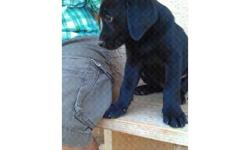 AKC black male labrador puppy. He was born on aug 1 so he is 4 month now. If you are interested text or call at . thanks.