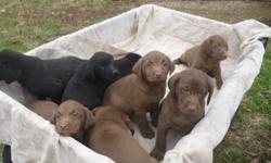 AKC lab puppies born on 9/21/12. Have been wormed and had first shot.&nbsp; Have 5 chocolate males and 2 black males and 1 black female.&nbsp; Ready for their new home.&nbsp; Call -- (H) or -- (c) please no text message.&nbsp; Please leave a message on