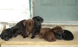 akc lab puppies for sale dewormed shots akc papers 11 wks old call 5635432466 2 black females 1 choc. female what we have left