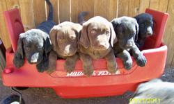 Black and Chocolate Labrador Puppies. Whelped 1.26.11 and ready to go to a good home now!
AKC Registered, 3 Genration Pedigree, 1st shots, 1st round of deworming, dewclaws removed.
Parents on Site:
Sire is a Silver Lab with a very calm and gentle nature.