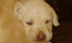 I have AKC reg. lab puppies for sale. These adorable little babies were born on New Year's Day morning 01/01/11 I have one Yellow male available. I have both mom and dad and have owned them for years. They are good with children and get along with other