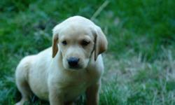 Labs are the #1 family dog in America. These great puppies and they are family raised. We have 3 yellow females. They have had their dew-claws removed, vet checks, shots and worming. They are fun friendly and ready to join your family. They are good