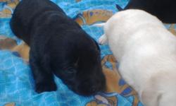 AKC Lab Puppies?Born 10-27-2010. Ready just in time for Christmas! (1) Black Male, (1) Yellow female. Reserve yours now! Deposit $50, non-refundable. Your choice, $300. Mom black, Dad yellow, both on site. Puppies have been dewormed and will have 1st